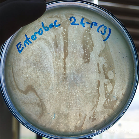 Enterobacter cloacae bacteriophage 200024F
