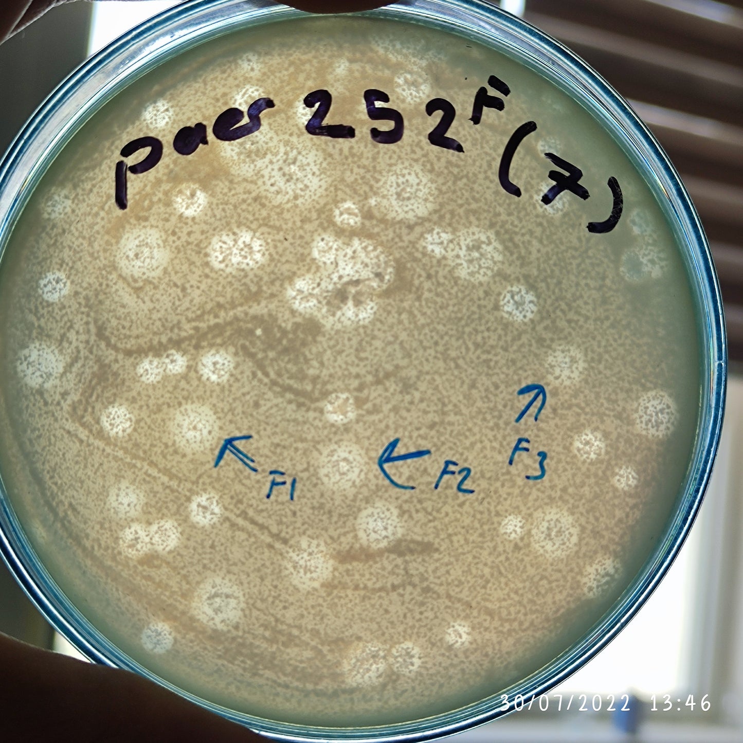 Pseudomonas aeruginosa bacteriophage 130252F