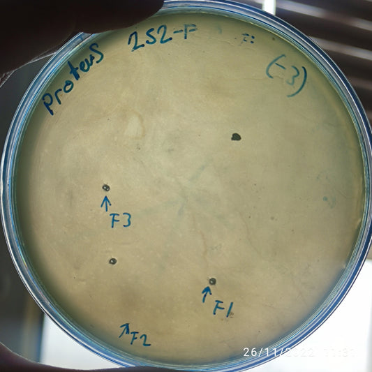 Proteus bacteriophage 200252F