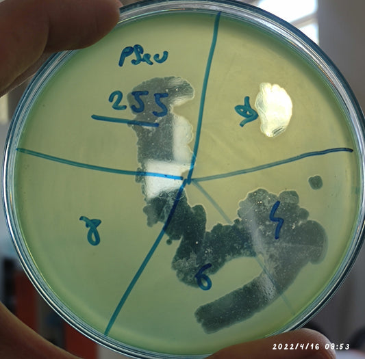Pseudomonas aeruginosa bacteriophage 130255D