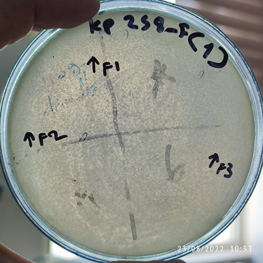 Klebsiella pneumoniae bacteriophage 180258F