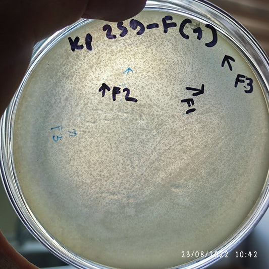 Klebsiella pneumoniae bacteriophage 180259F