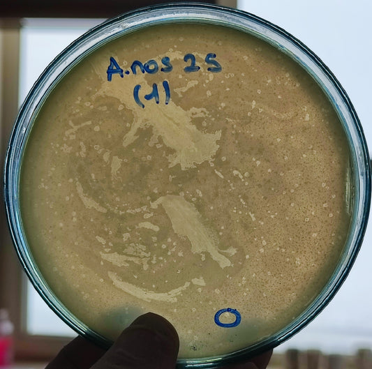 Acinetobacter nosocomialis bacteriophage 128025D