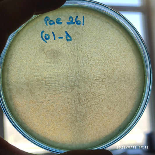 Pseudomonas aeruginosa bacteriophage 130261D