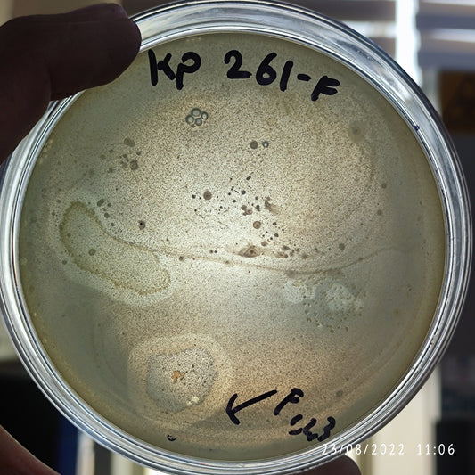 Klebsiella pneumoniae bacteriophage 180261F