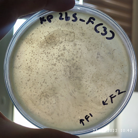 Klebsiella pneumoniae bacteriophage 180265F