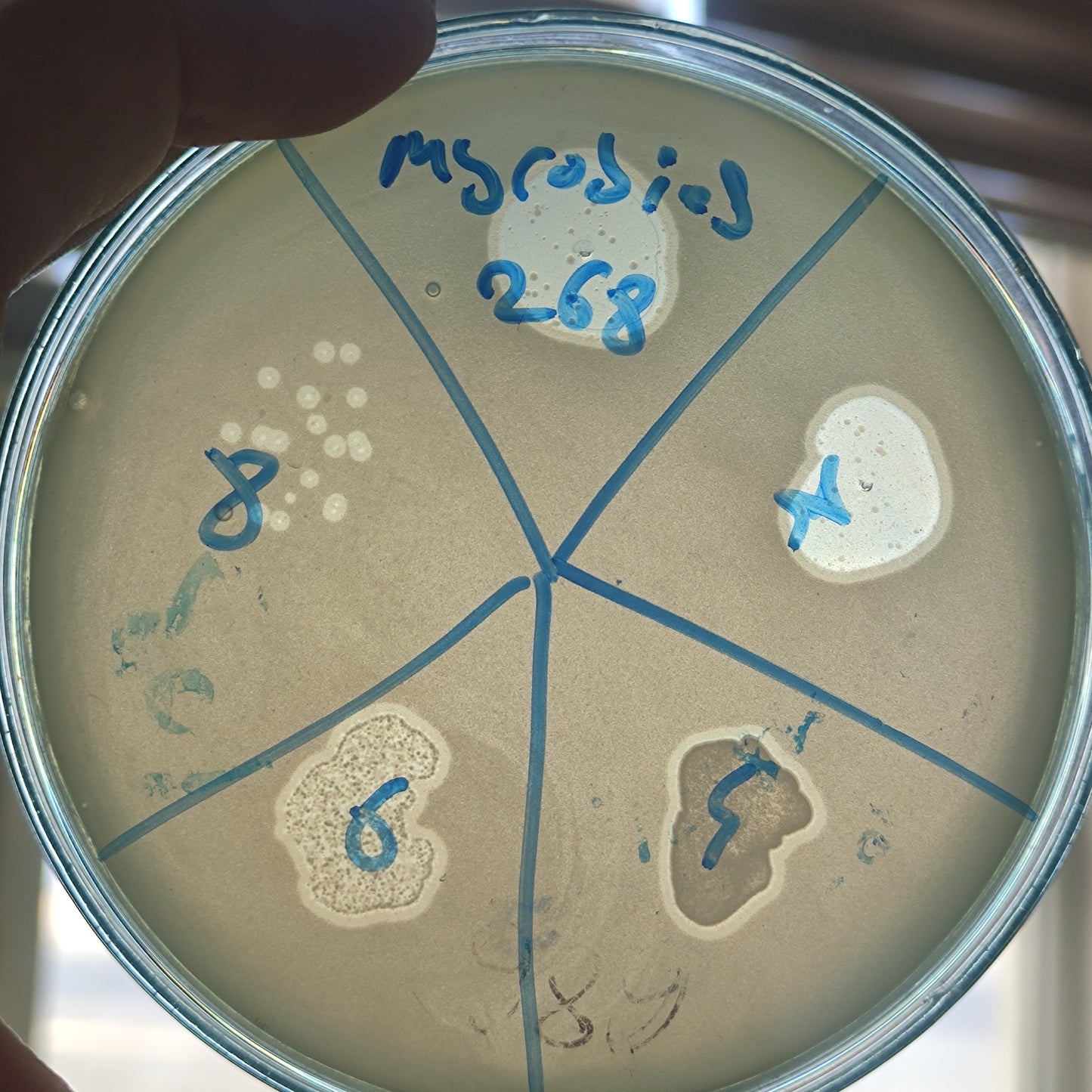 Myroides odoratus bacteriophage 200268D