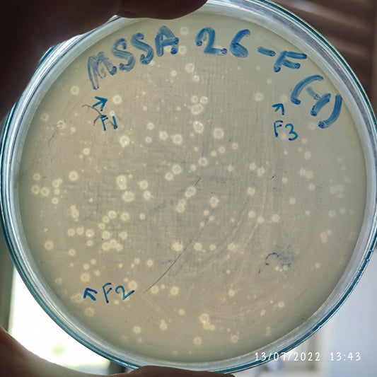 Staphylococcus aureus bacteriophage 152026F