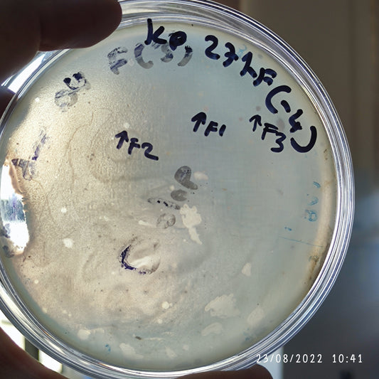 Klebsiella pneumoniae bacteriophage 180271F