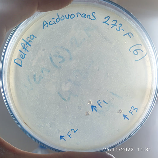 Delftia acidovorans bacteriophage 200273F