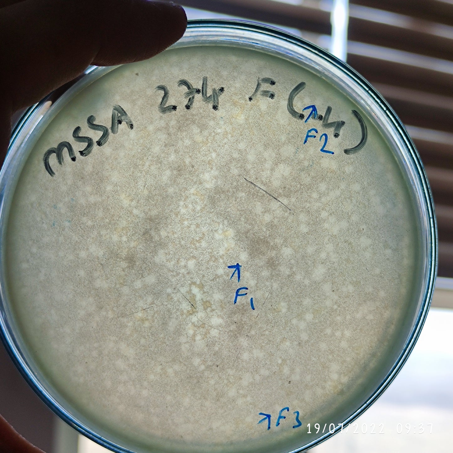 Staphylococcus aureus bacteriophage 152274F