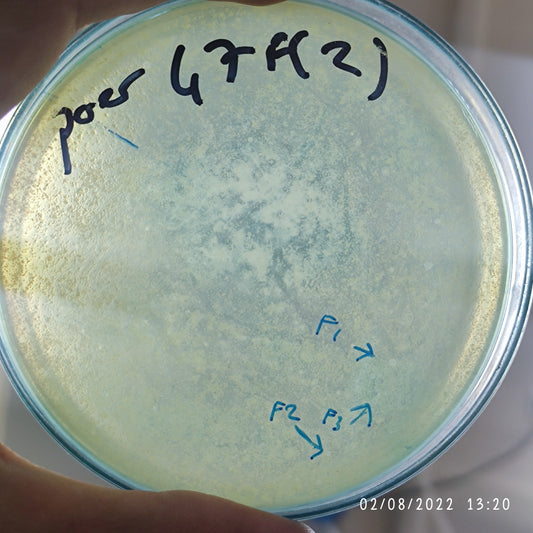 Pseudomonas aeruginosa bacteriophage 130047F