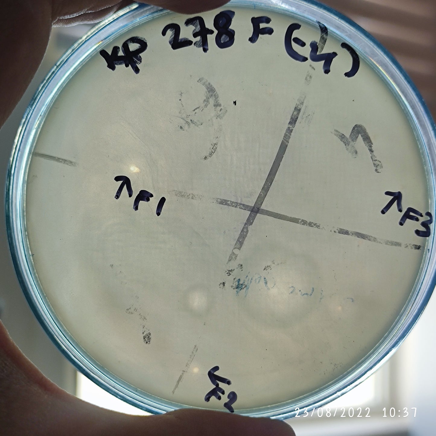 Klebsiella pneumoniae bacteriophage 180278F