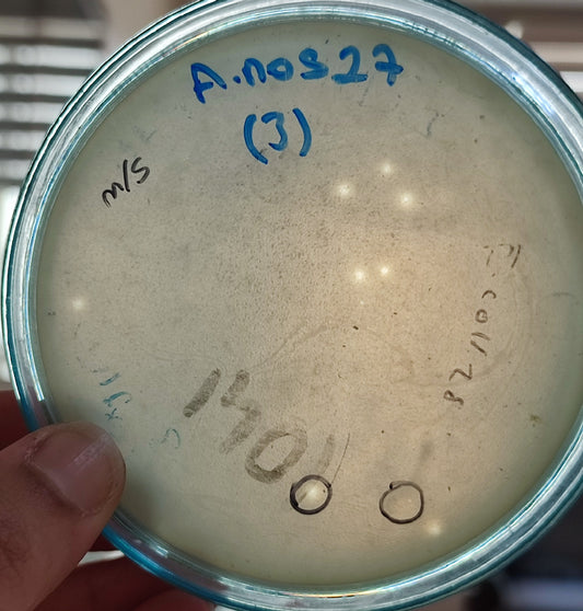 Acinetobacter nosocomialis bacteriophage 128027D