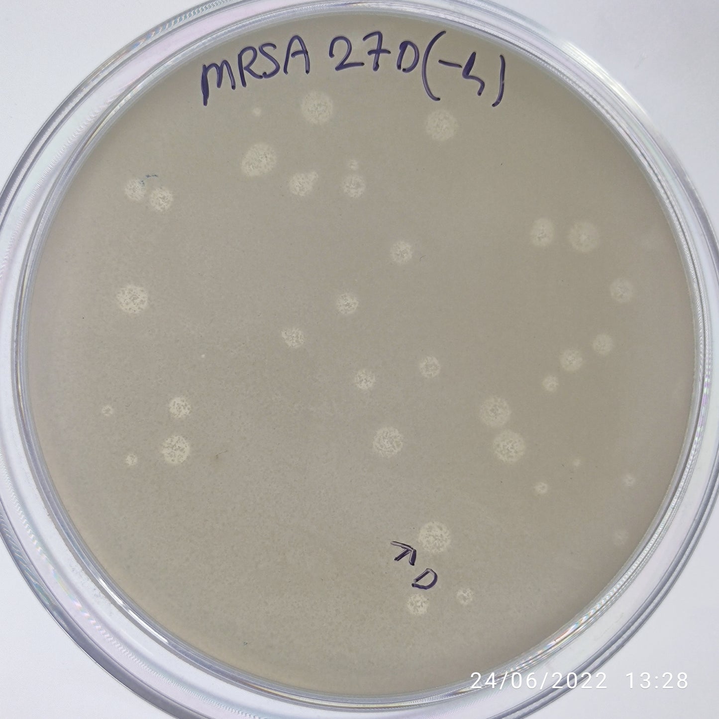 Staphylococcus aureus bacteriophage 150027D