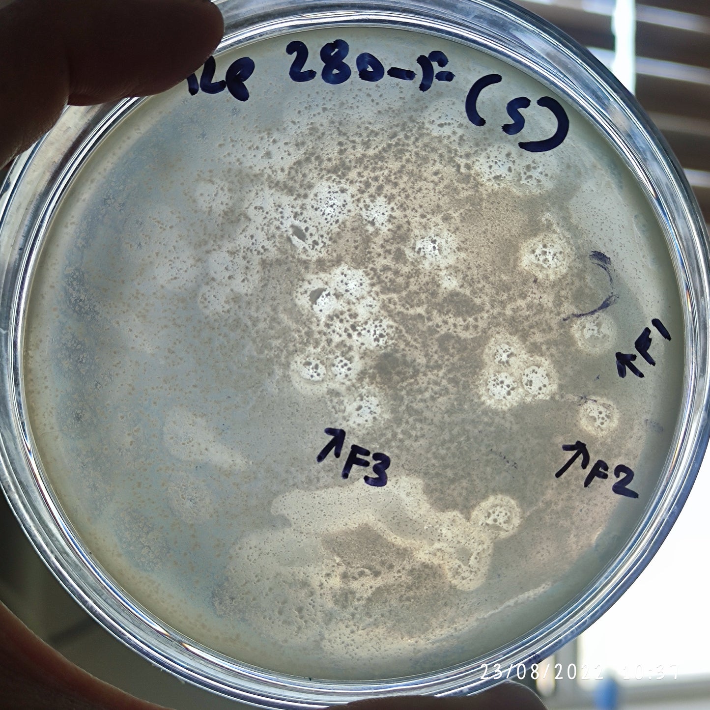 Klebsiella pneumoniae bacteriophage 180280F