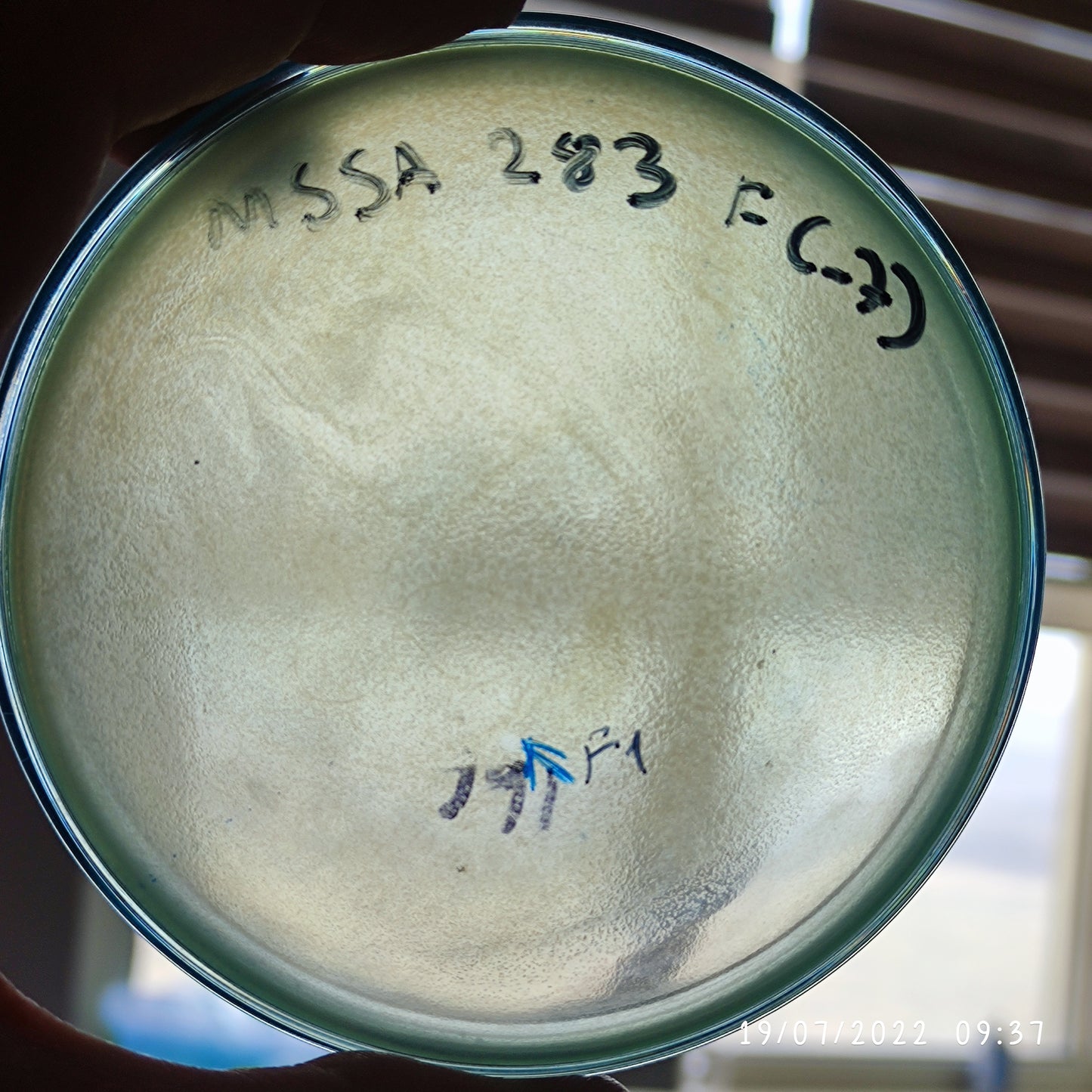 Staphylococcus aureus bacteriophage 152283F