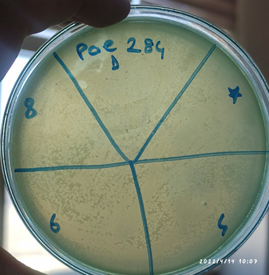 Pseudomonas aeruginosa bacteriophage 130284D