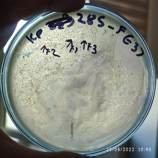 Klebsiella pneumoniae bacteriophage 180285F