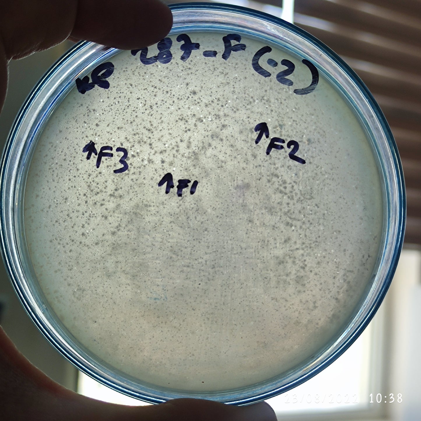 Klebsiella pneumoniae bacteriophage 180287F