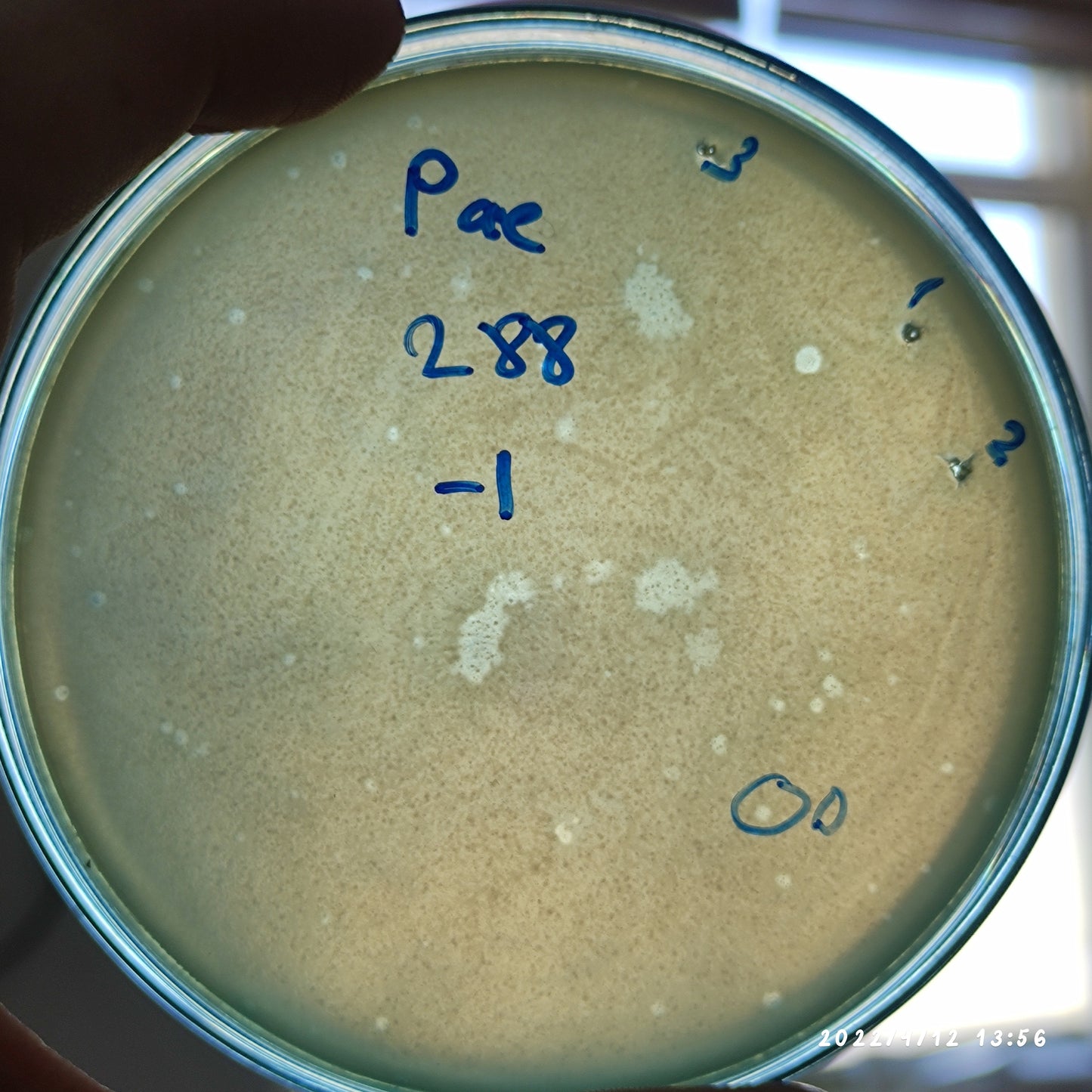 Pseudomonas aeruginosa bacteriophage 130288D