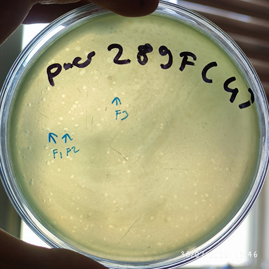 Pseudomonas aeruginosa bacteriophage 130289F