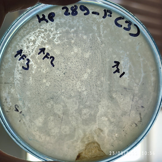 Klebsiella pneumoniae bacteriophage 180289F