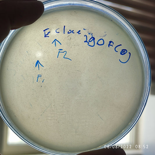 Enterobacter cloacae bacteriophage 200290F