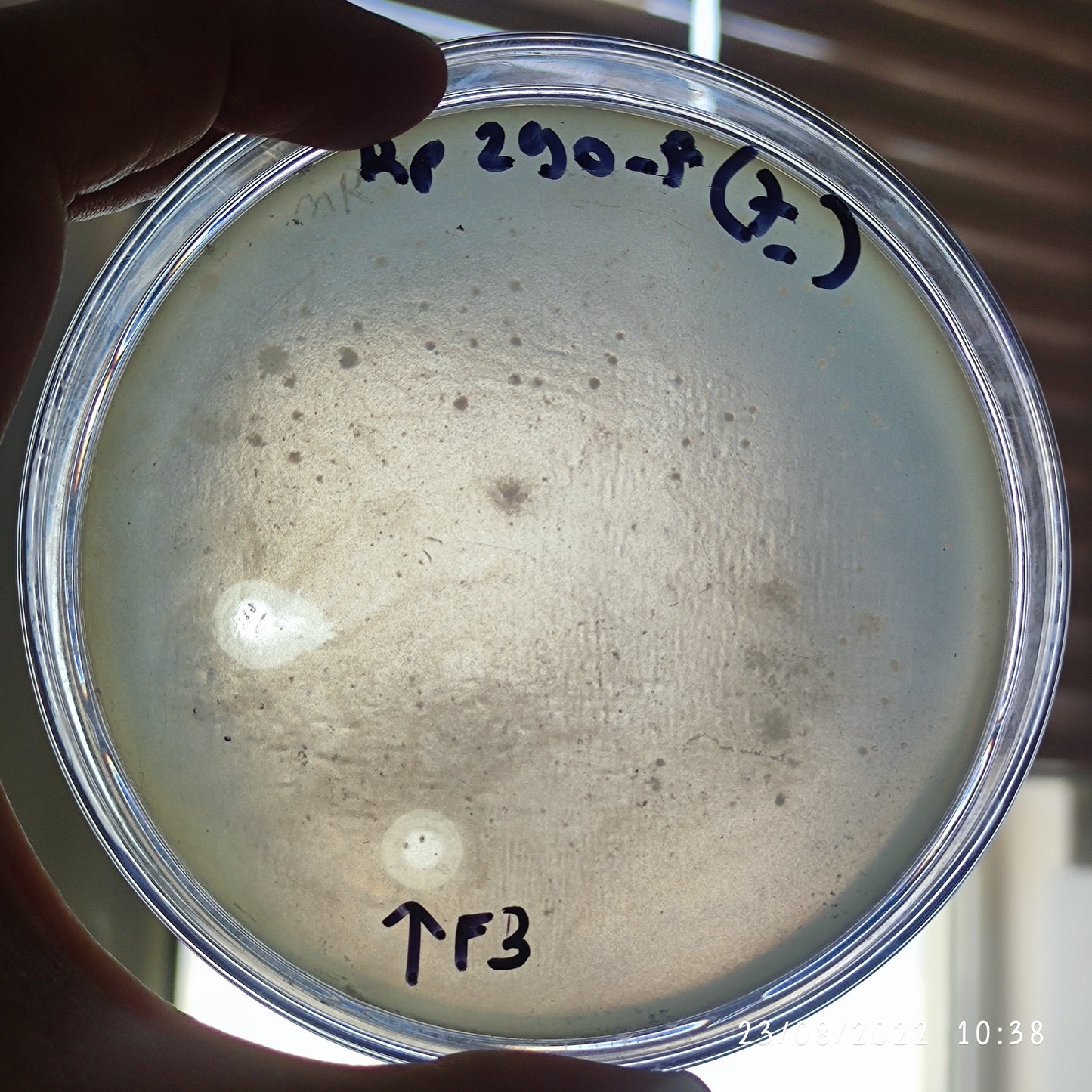 Klebsiella pneumoniae bacteriophage 180290F