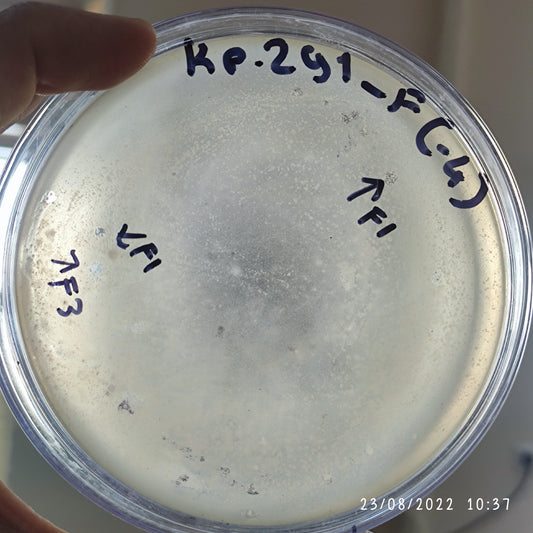 Klebsiella pneumoniae bacteriophage 180291F