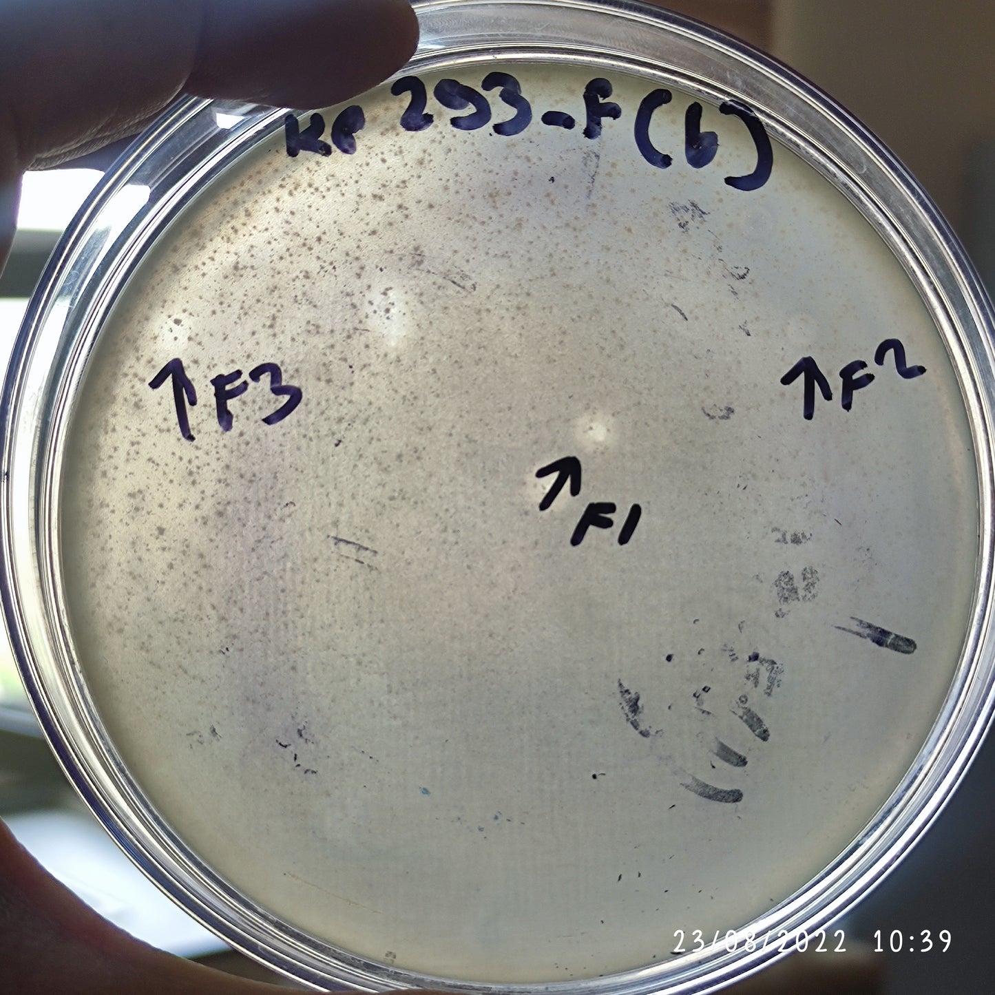 Klebsiella pneumoniae bacteriophage 180293F