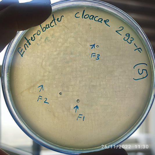 Enterobacter cloacae bacteriophage 200293F