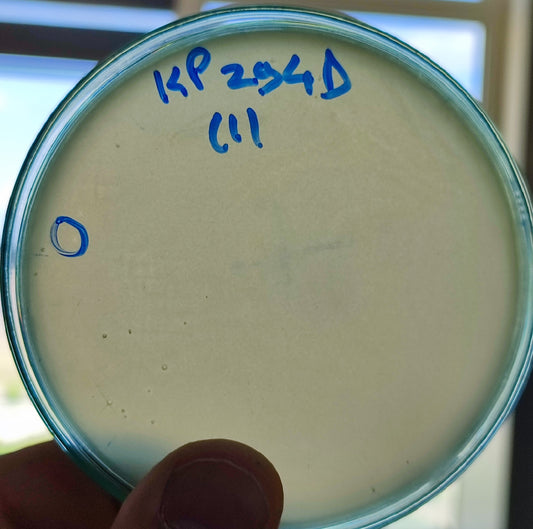 Klebsiella pneumoniae bacteriophage 180294D