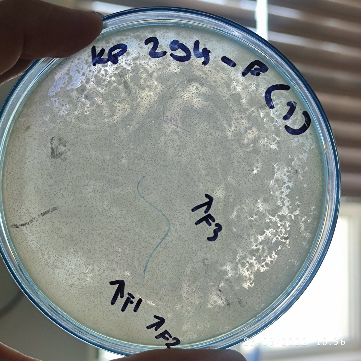 Klebsiella pneumoniae bacteriophage 180294F