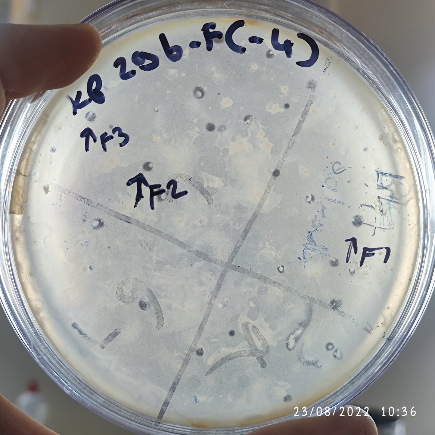 Klebsiella pneumoniae bacteriophage 180296F