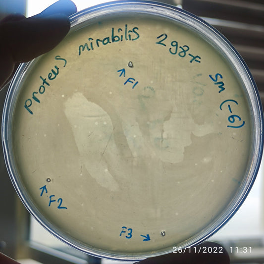 Proteus mirabilis bacteriophage 200298F