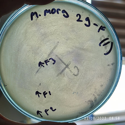Morganella morganii bacteriophage 200029F