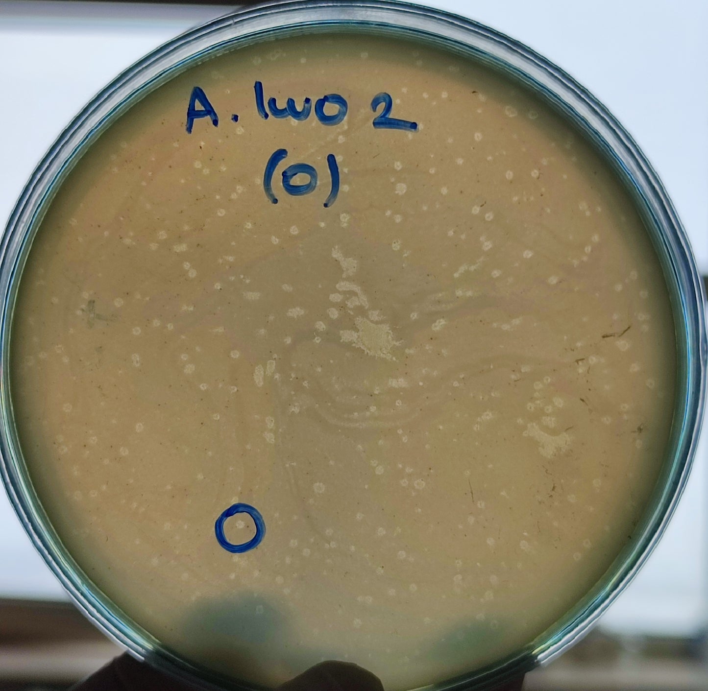 Acinetobacter lwoffii bacteriophage 128002D