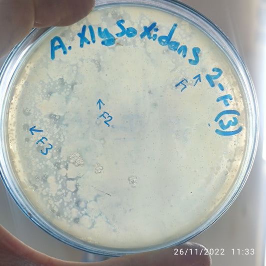 Achromobacter xylosoxidans bacteriophage 200002F