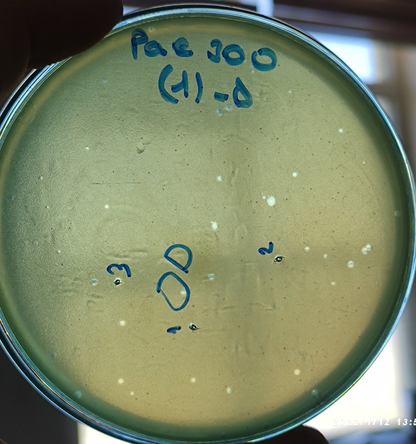 Pseudomonas aeruginosa bacteriophage 130300D