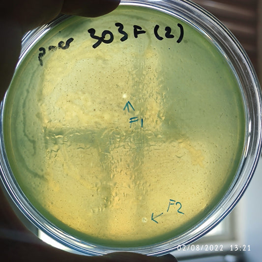 Pseudomonas aeruginosa bacteriophage 130303F