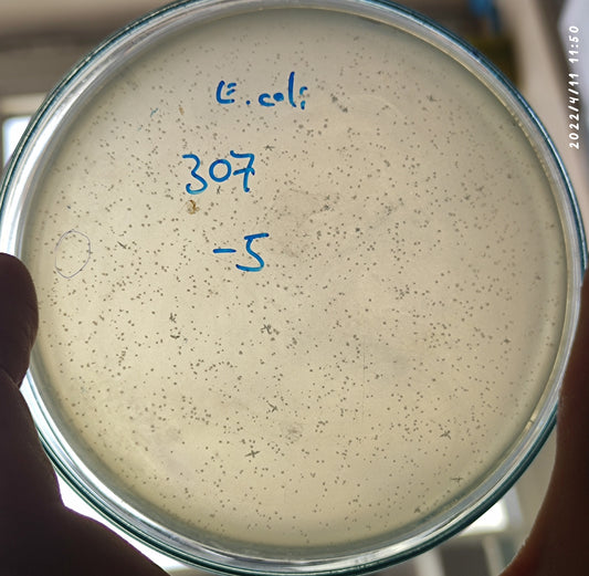 Escherichia coli bacteriophage 100307D