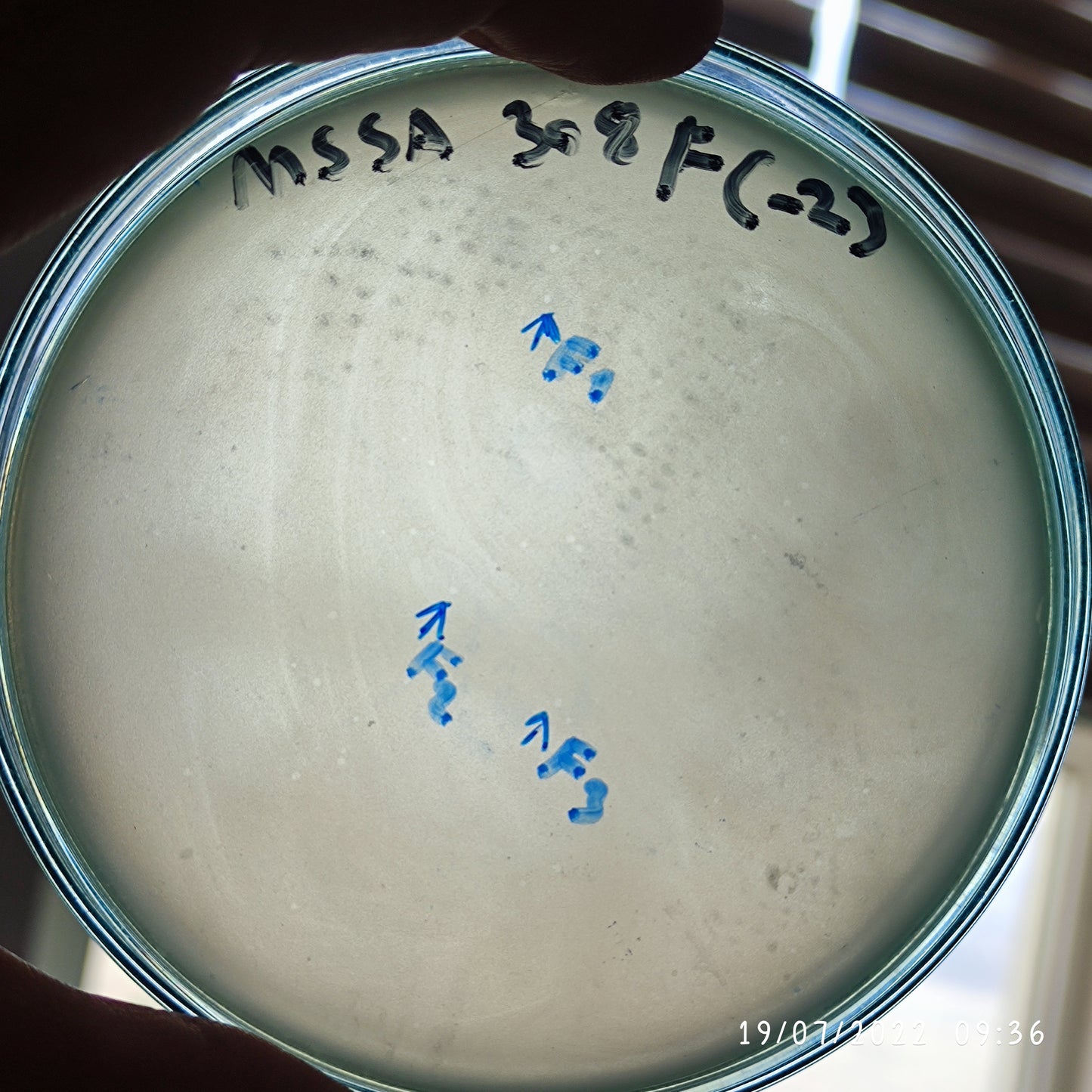 Staphylococcus aureus bacteriophage 152308F