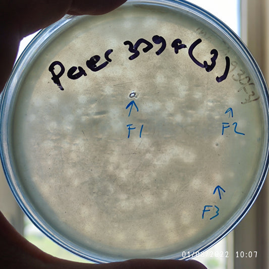 Pseudomonas aeruginosa bacteriophage 130309F