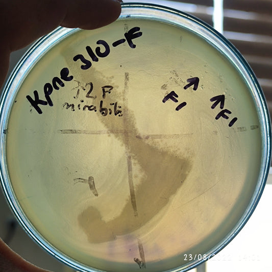 Klebsiella pneumoniae bacteriophage 180310F