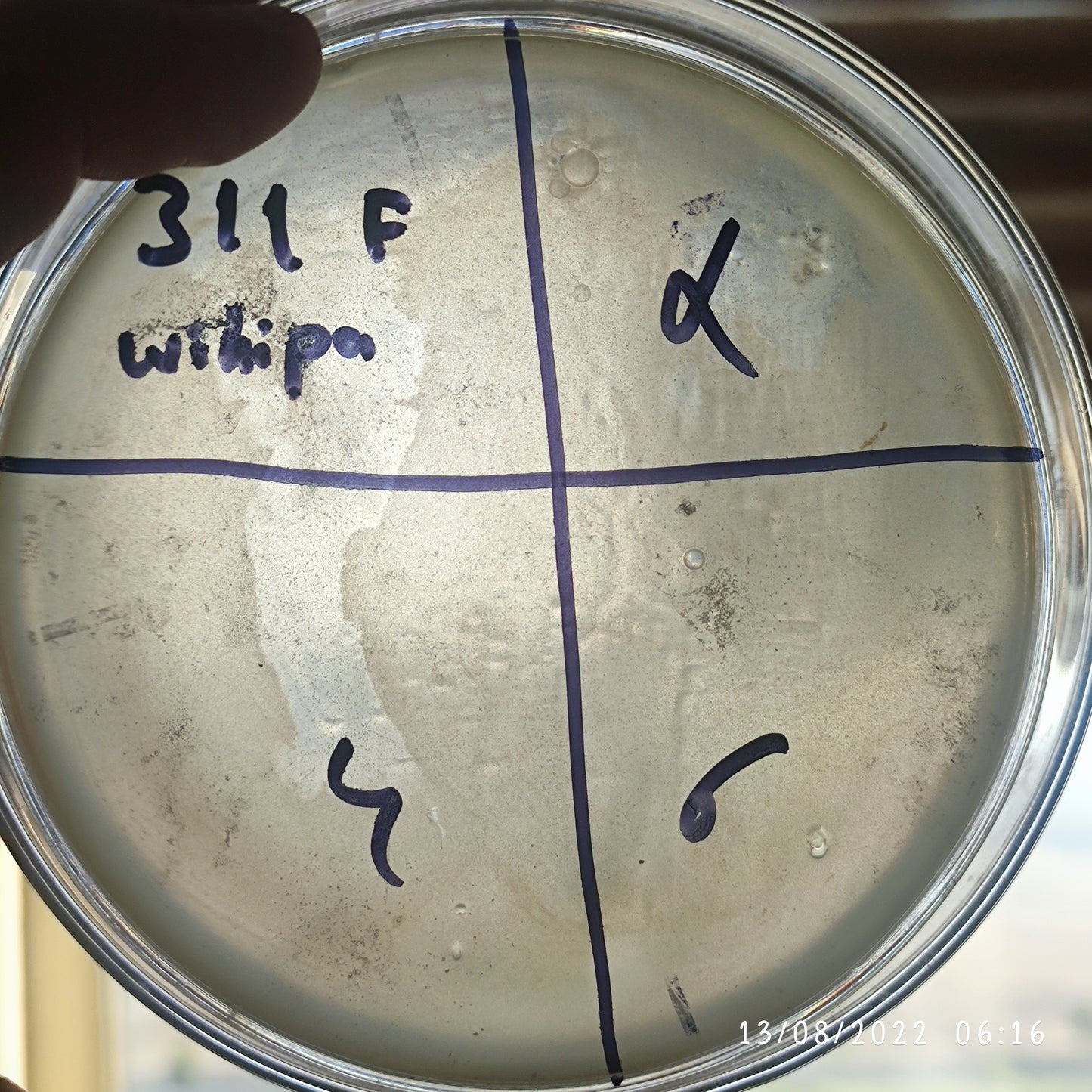 Wohlfahrtiimonas chitiniclastica bacteriophage 200311F