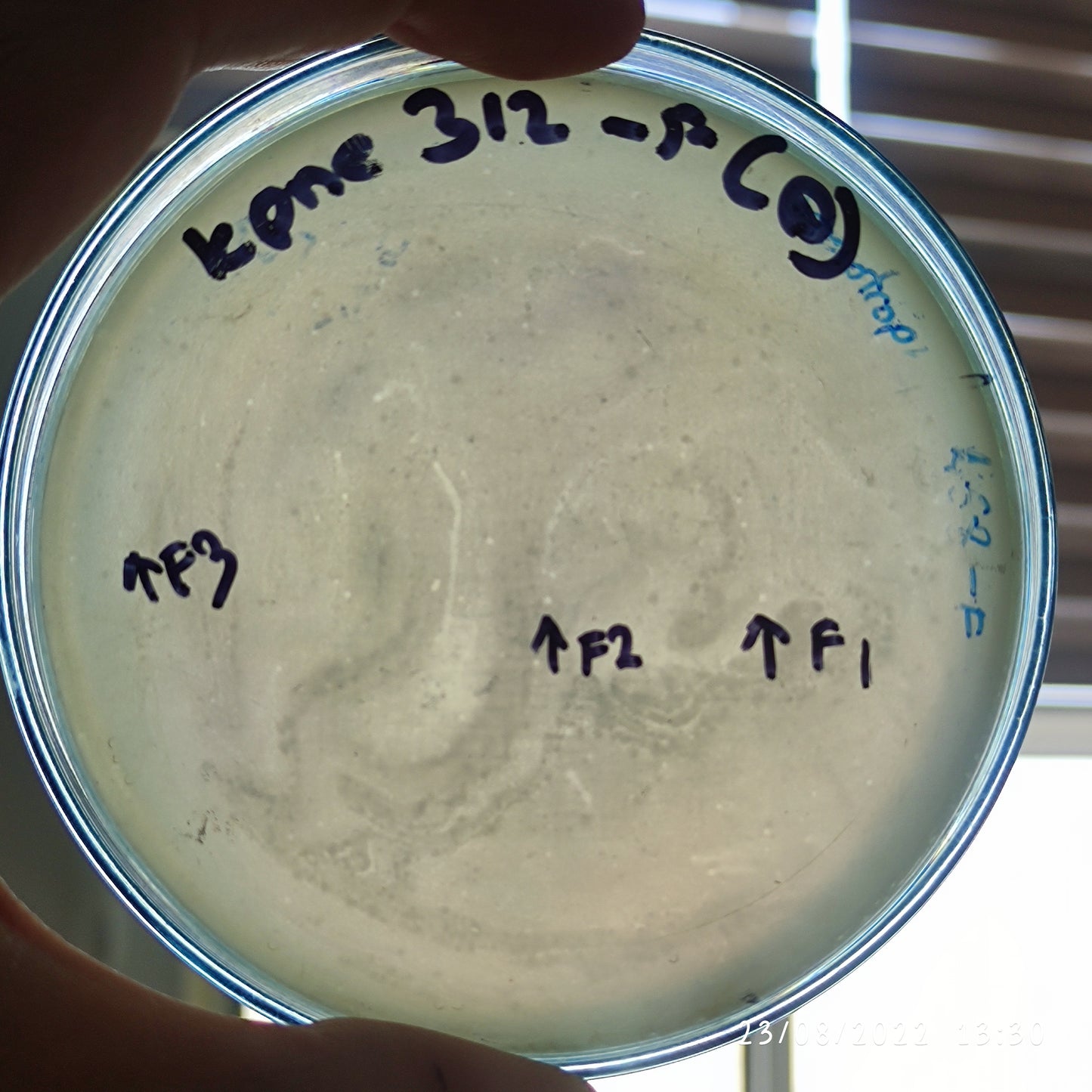 Klebsiella pneumoniae bacteriophage 180312F