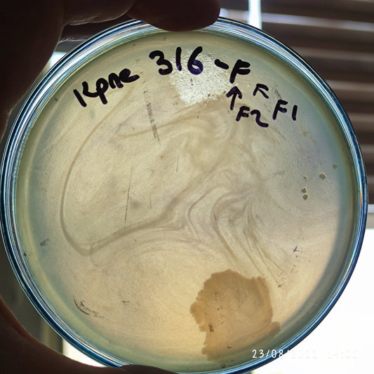 Klebsiella pneumoniae bacteriophage 180316F