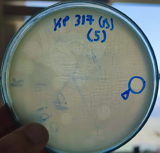 Klebsiella pneumoniae bacteriophage 180317D