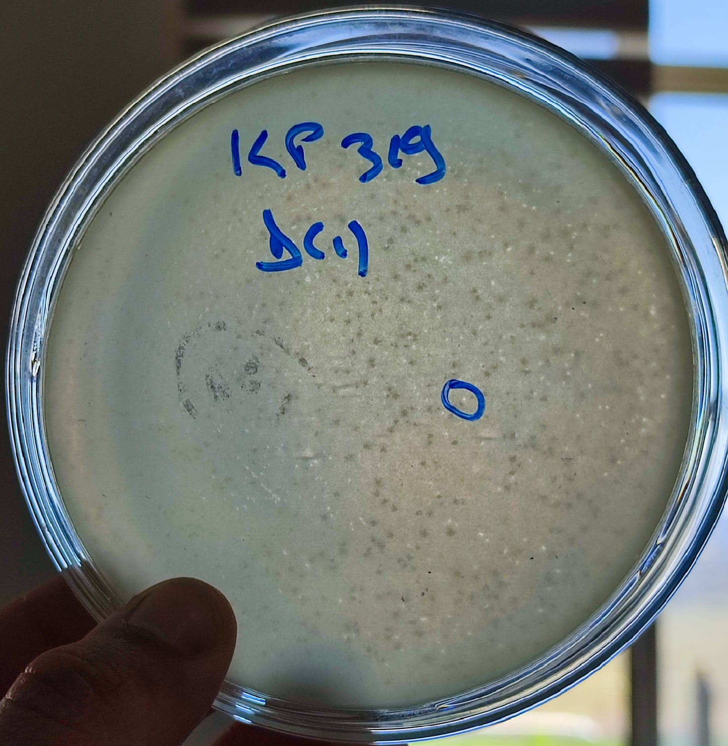 Klebsiella pneumoniae bacteriophage 180319D